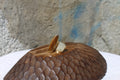 Moonstone & Tiger’s eye Ring